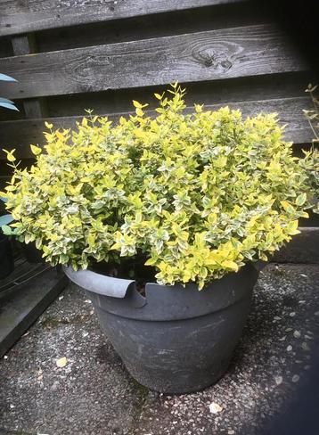 Grote bloempot met Japanse kardinaalshoed euonymus 🪴 beschikbaar voor biedingen