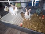 2 Hollander konijntjes.. zoeken een nieuw huis.., Dieren en Toebehoren, Konijnen, Vrouwelijk, Klein, 0 tot 2 jaar
