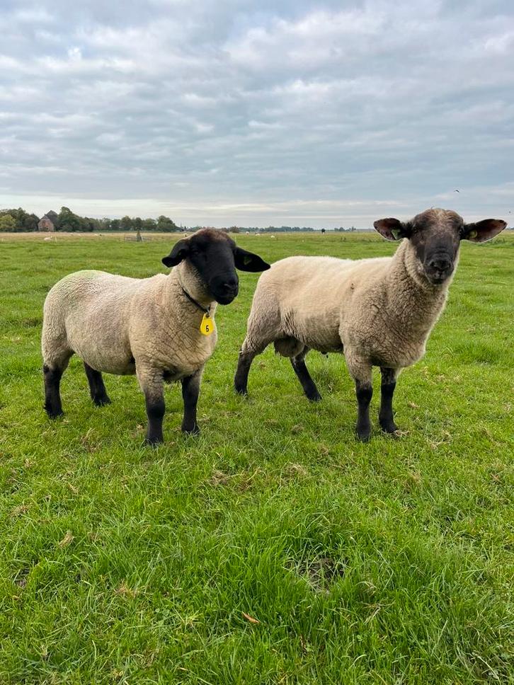 Suffolk ram, Dieren en Toebehoren, Schapen, Geiten en Varkens, Schaap, Mannelijk, 0 tot 2 jaar