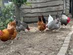 4 hennen en 1 haan: samen €10, Dieren en Toebehoren, Pluimvee, Meerdere dieren, Kip