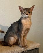 Abyssinian kater., Kater, Gechipt