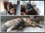 Super mooie Maine Coon (80 %) kitten, Poes, Ontwormd, 0 tot 2 jaar