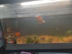 Aquarium, Vis