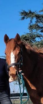 Leuke 4 jarige e-pony merrie, Dieren en Toebehoren, Pony's, Met stamboom, Zadelmak, 3 tot 6 jaar, Merrie