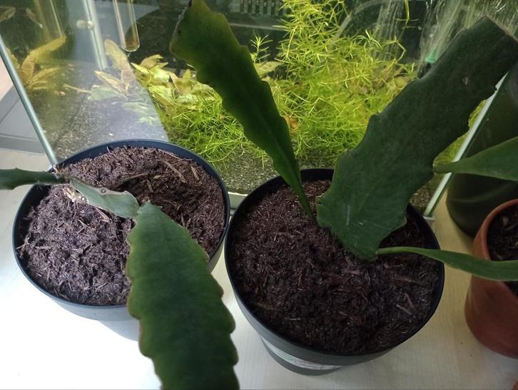 Epiphyllum 2 stuks gratis ophalen, Huis en Inrichting, Kamerplanten, Minder dan 100 cm, Halfschaduw, Ophalen