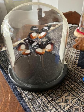 Mooie vlinders in stolp beschikbaar voor biedingen