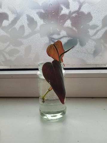 Philodendron Micans stek  beschikbaar voor biedingen