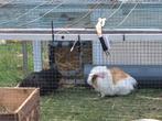 Cavia beertje, Dieren en Toebehoren, Knaagdieren, Cavia, Mannelijk, November, Tam
