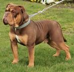 New English bulldog engelse bulldog prachtige compacte reu, Meerdere, 3 tot 5 jaar, Buitenland, Fokker | Professioneel