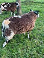 Koppel bonte schapen, Dieren en Toebehoren, Schapen, Geiten en Varkens, Vrouwelijk, Schaap