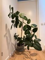 Ficus Plant - 160cm, Huis en Inrichting, Kamerplanten, Ophalen, Ficus, Halfschaduw, In pot