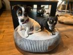 Jack Russel pup te Koop - 15 weken wit, Rabiës (hondsdolheid), Reu, 8 tot 15 weken, Eén hond