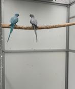 Opaline bont halsbandparkiet pop kweekrijp, Dieren en Toebehoren, Vogels | Parkieten en Papegaaien, Vrouwelijk, Parkiet