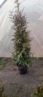 mooie coniferen lengte 1.20 hoog, Tuin en Terras, Planten | Bomen, Ophalen of Verzenden, Volle zon, Overige soorten