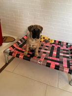 Hondenbed hondenmand hondenstretcher bench mand bullmastiff, 5334LB, Nieuw, Ophalen of Verzenden, Industrial_dog_bed/ www.honden-brokkie.nl