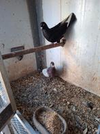 Koppel sierduiven, Meerdere dieren, Overige soorten