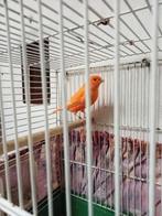 mooie kanarie deze jaar is maan zonder kooi, Dieren en Toebehoren, Vogels | Kanaries