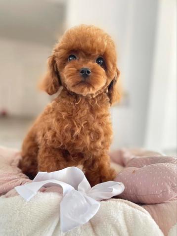 Exclusieve Maltipoo 1.5 kilo Teacup pup ( Azian Toy Poedel ) beschikbaar voor biedingen