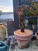 Boomvarens te koop !!, Ophalen, Overige soorten, Volle zon