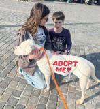 Roni verblijft in Cyprus, Dieren en Toebehoren, Honden | Niet-rashonden, Particulier, Rabiës (hondsdolheid), 1 tot 2 jaar, Buitenland