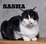 Sasha zoekt een baasje, Dieren en Toebehoren, Katten en Kittens | Overige Katten, Poes, Kortharig, 6 jaar of ouder