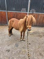 Te koop meerdere ponies, Dieren en Toebehoren, Pony's, Ruin, Niet van toepassing, Gechipt, B pony (1.17m tot 1.27m)