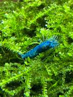 Bleu-moon garnaal, Dieren en Toebehoren, Vissen | Aquariumvissen, Kreeft, Krab of Garnaal