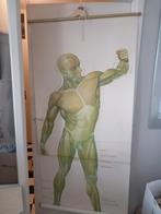 Anatomie spieren vol lengte posters, Antiek en Kunst, Ophalen, Natuur en Biologie