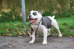 Unieke Old english bulldog dekreu, 6 jaar of ouder, Nederland, Rabiës (hondsdolheid), Reu