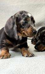 Teckel pups, Nederland, CDV (hondenziekte), 8 tot 15 weken, Korthaar