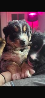 Pups Shepsky merle teefjes pomsky x Australian shepherd, CDV (hondenziekte), 8 tot 15 weken, Teef, Eén hond