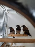 Japanse meeuwen te koop., Meerdere dieren, Tropenvogel