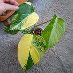 Monstera deliciosa variegata aurea plant, Huis en Inrichting, Kamerplanten, Ophalen, Halfschaduw, Minder dan 100 cm