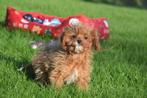 Cavapoo pups direct beschikbaar, Dieren en Toebehoren, Nederland, Rabiës (hondsdolheid), 15 weken tot 1 jaar, Overige rassen