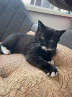 Kitten, Dieren en Toebehoren, 0 tot 2 jaar