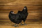 Australorp kriel | Rustige kippen I Jonge ingeënte dieren