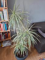 Volwassen Dracaena kamer plant, Ophalen, Overige soorten, Minder dan 100 cm