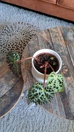 Begonia Ferox - stekel bladbegonia, Ophalen, Overige soorten, Halfschaduw, Minder dan 100 cm