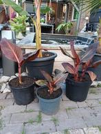 Canna Durban, Tuin en Terras, Planten | Tuinplanten, Ophalen, Zomer, Overige soorten, Volle zon