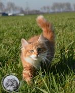 Noorse boskat poes, Poes, Gechipt, 0 tot 2 jaar