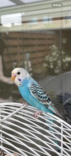 Twee jonge grasparkiet, Dieren en Toebehoren, Vogels | Parkieten en Papegaaien, Geslacht onbekend, Parkiet, Tam
