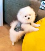 Exclusief WItte volbloed pomeriaan, Dieren en Toebehoren, Honden | Chihuahua's en Gezelschapshonden, Overige rassen, 8 tot 15 weken