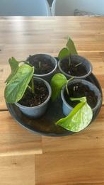 Epipremnum aureum Marble Queen, Pothos, Huis en Inrichting, Kamerplanten, Ophalen, Overige soorten, Minder dan 100 cm