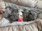 Raszuivere Britse korthaar kittens uit stamboom ouders, Dieren en Toebehoren, Gechipt, 0 tot 2 jaar