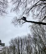 Boom of bomen kappen klimmend zagen verwijderen boomkappen