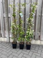 Toscaanse Jasmijn, Ophalen, Volle zon, Vaste plant, Klimplanten