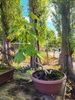 Pre bonsai ginkgo biloba, Tuin en Terras, Planten | Bomen, Ophalen, Bloeit niet, Overige soorten, Minder dan 100 cm