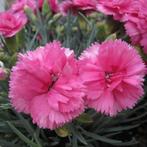 Dianthus plumarius 'Dinetta Pink'in een P9 pot., Volle zon, Vaste plant, Zomer, Ophalen