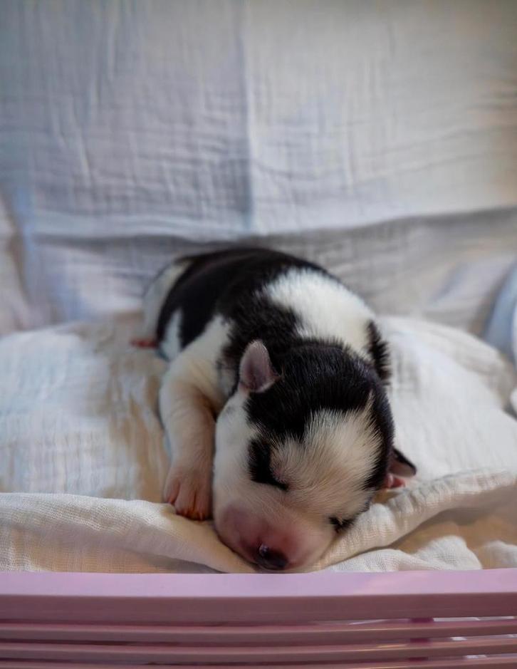 Siberische Husky pups geboren 14-11-2025, Dieren en Toebehoren, Honden | Poolhonden, Keeshonden en Oertypen, Meerdere dieren, Poolhond