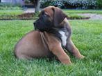 Prachtige, lieve, sociale boerboel pups, Dieren en Toebehoren, Honden | Bulldogs, Pinschers en Molossers, 8 tot 15 weken, Bulldog